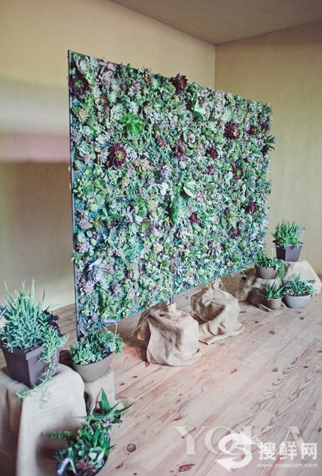 把多肉植物当背景板，降温的速度不要太快哦，满满的绿植墙看着就舒心。