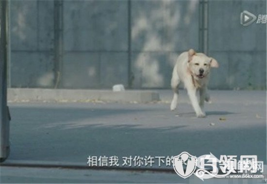  警花与警犬樱桃拨打110智擒赵老板 狗真的会拨打电话吗