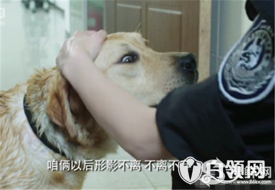  警花与警犬樱桃拨打110智擒赵老板 狗真的会拨打电话吗