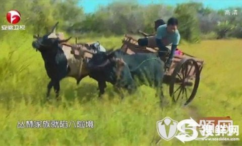 我们的法则吴奇隆因摔车受伤 吴奇隆坠牛车视频曝光令人心疼