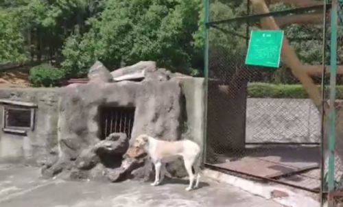 动物园被指以狗充狼是怎么回事 动物园工作人员回应说法令人惊讶