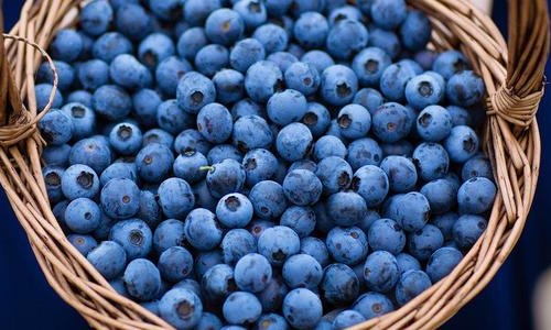 蓝莓的功效与作用有哪些 蓝莓怎么吃的4种吃法介绍
