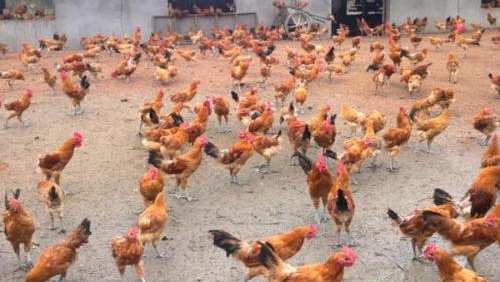 2020湖南鸡瘟疫情最新消息详情 湖南鸡瘟现在市面上的鸡肉能吃吗