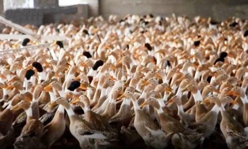 浙江十万只鸭子出征巴基斯坦灭蝗真相如何 官方回应来了