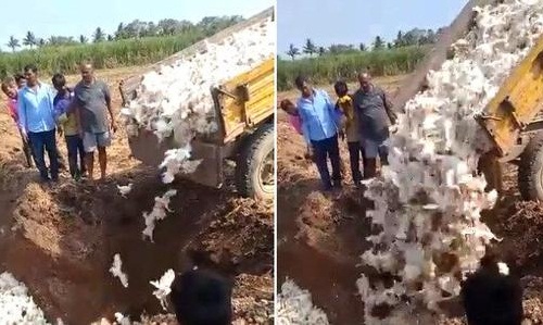 印度农民活埋6000只鸡