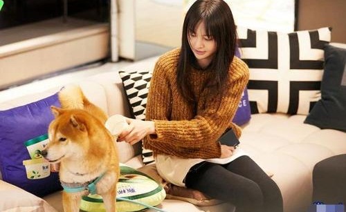 郑爽综艺节目要给狗磨牙原因引争议 郑爽的狗是什么狗为何要磨牙