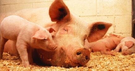 我国非洲猪瘟病毒攻关取得进展相关消息 猪肉价格上涨引争议