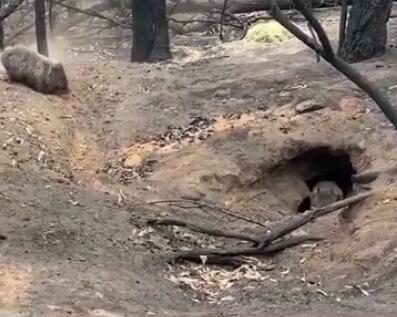 军方清理丧生山火的动物尸体画面心酸 澳洲山火后恢复生态需100年