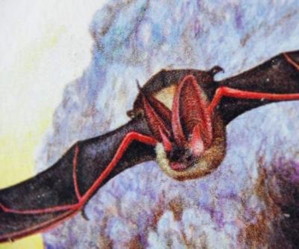 吸血蝙蝠会吃水果的汁吗 蝙蝠肉炙手可热你敢吃吗