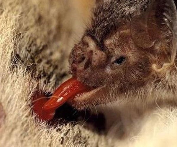 吸血蝙蝠是怎么吸血的图片 吸血蝙蝠有几种会吃水果吗