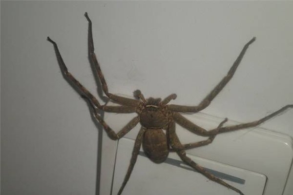 家里有黑蜘蛛代表什么 杀了蜘蛛会引来很多的蜘蛛是真的