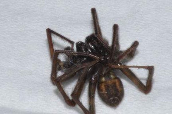 家里有黑蜘蛛代表什么 杀了蜘蛛会引来很多的蜘蛛是真的