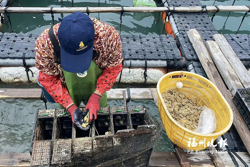 福州鲍鱼有了营养餐 将多种原料压缩成片降低养殖成本