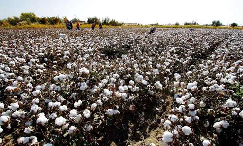 新疆棉花事件怎么回事 H&M耐克阿迪为何禁止新疆棉花