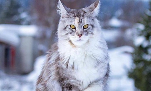 俄罗斯的猫被制裁 网友：神经病关猫什么事儿